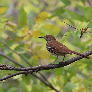 Brown Thrasher (longicauda)