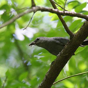 Gray Catbird