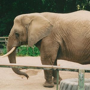 Elephant, Dudley, June 2002