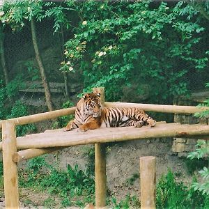 Tiger, Dudley, June 2002