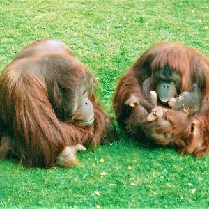 Orangs, April 2002