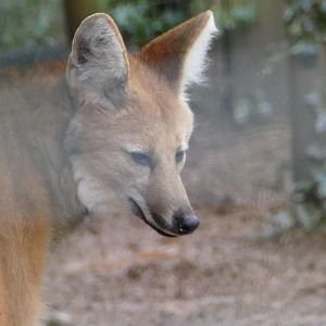 Maned wolf, February 2019