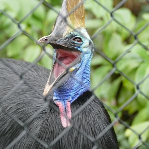 Southern Cassowary, February 2019
