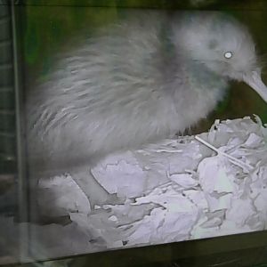 Northern Kiwi, February 2019