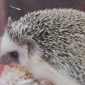 African hedgehog