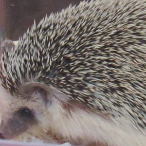 African hedgehog
