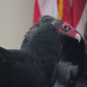 turkey vulture