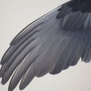 turkey vulture wing