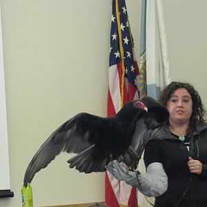 turkey vulture with handler