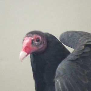 turkey vulture