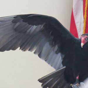 turkey vulture