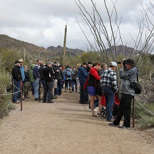 raptor free flight viewing area