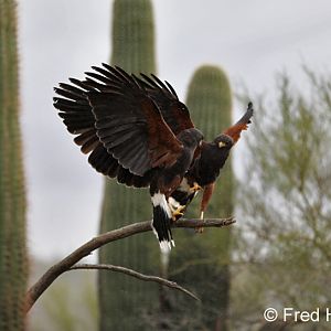 harris hawks supplantin