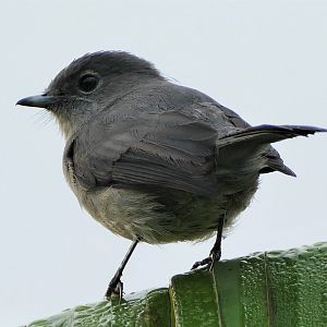 African Dusky Flycatcher
