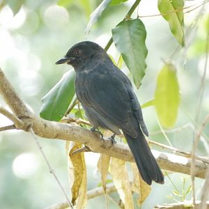 Northern Black-flycatcher