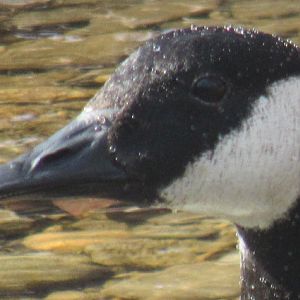 Canada goose