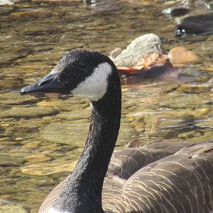 Canada goose