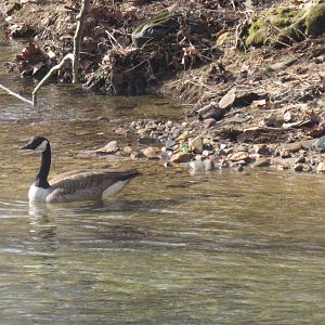 Canada goose