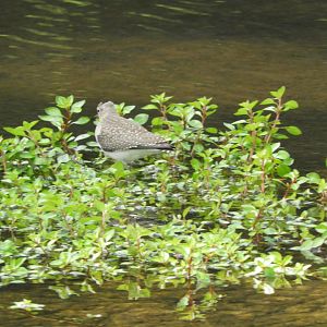 Solitary Sandpiper (Tringa solitaria)