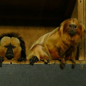 The Odd Couple, February 2019