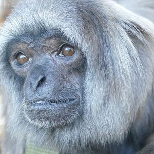 Grey gibbon, February 2019