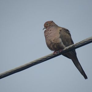 Mourning dove