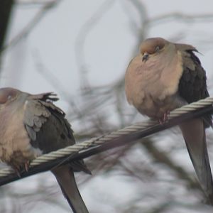 a pair of mourning doves