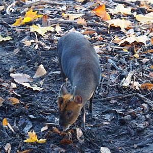 Reeves' muntjac (Muntiacus reevesi), Nov 18th, 2018