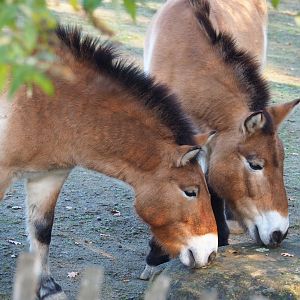 Przewalski's horses (Equus ferus przewalskii), Nov 18th, 2018
