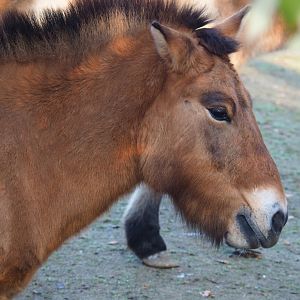 Przewalski's horse (Equus ferus przewalskii), Nov 18th, 2018