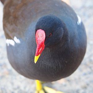 Wild Eurasian common moorhen (Gallinula chloropus chloropus), Nov 18th, 2018