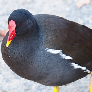 Wild Eurasian common moorhen (Gallinula chloropus chloropus), Nov 18th, 2018