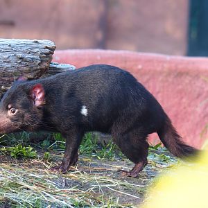 Tasmanian devil (Sarcophilus harrisii), Nov 18th, 2018