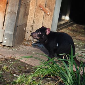 Tasmanian devil (Sarcophilus harrisii), Nov 18th, 2018