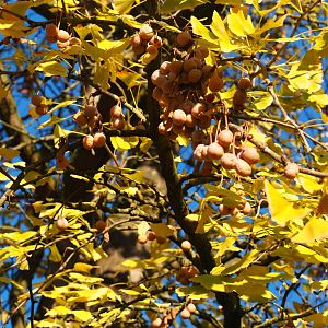 Autumn leaves and stinky seeds of female Gingkgo biloba (Nov 18th, 2018)