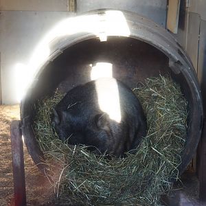 Common wombat (Vombatus ursinus hirsutus) sleeping in a barrel (Nov 18th, 2018)