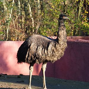 Emu (Dromaius novaehollandiae), Nov 18th, 2018
