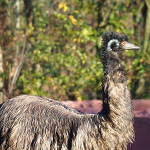 Emu (Dromaius novaehollandiae), Nov 18th, 2018