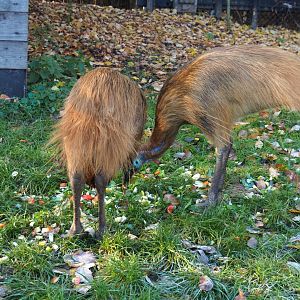 Juvenile double-wattled cassowaries (Casuarius casuarius) feeding (Nov 18th, 2018)