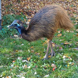 Juvenile double-wattled cassowary (Casuarius casuarius) feeding (Nov 18th, 2018)