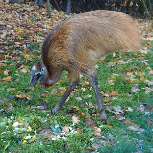 Juvenile double-wattled cassowary (Casuarius casuarius) feeding (Nov 18th, 2018)