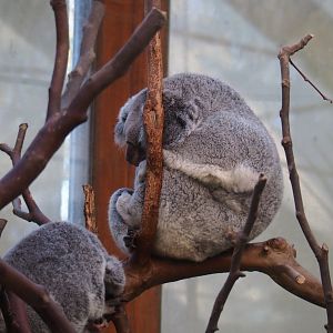 Queensland koalas (Phascolarctos cinereus adustus) Alinga and Sassafras (Nov 18th, 2018)