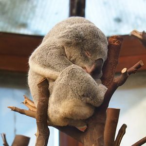 Queensland koala (Phascolarctos cinereus adustus) Maka (Nov 18th, 2018)