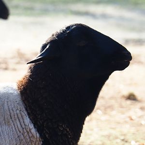 Somali sheep (Ovis aries), Nov 18th, 2018