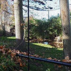 Demoiselle crane - Blue peafowl - Himalayan monal - Bank myna aviary (Nov 18th, 2018)