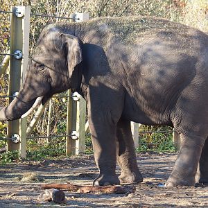 Asian elephant (Elephas maximus) breeding bull Kanvar (Nov 18th, 2018)