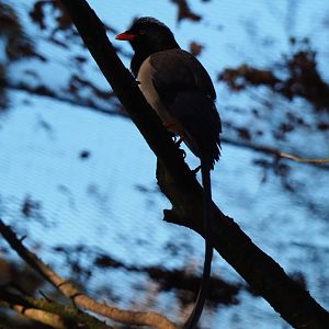 Red-billed blue magpie (Urocissa erythroryncha), Nov 18th, 2018