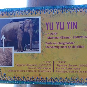Asian elephant identification sign -  Yu Yu Yin (Nov 18th, 2018)