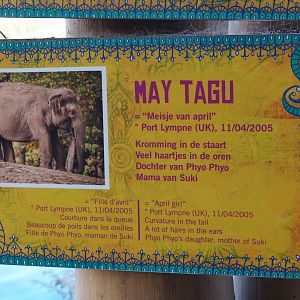 Asian elephant identification sign - May Tagu (Nov 18th, 2018)