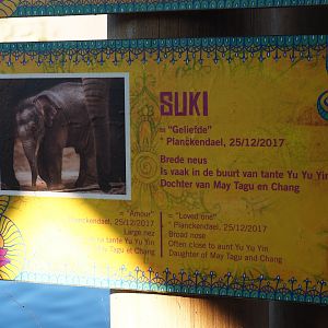 Asian elephant identification sign - Suki (Nov 18th, 2018)